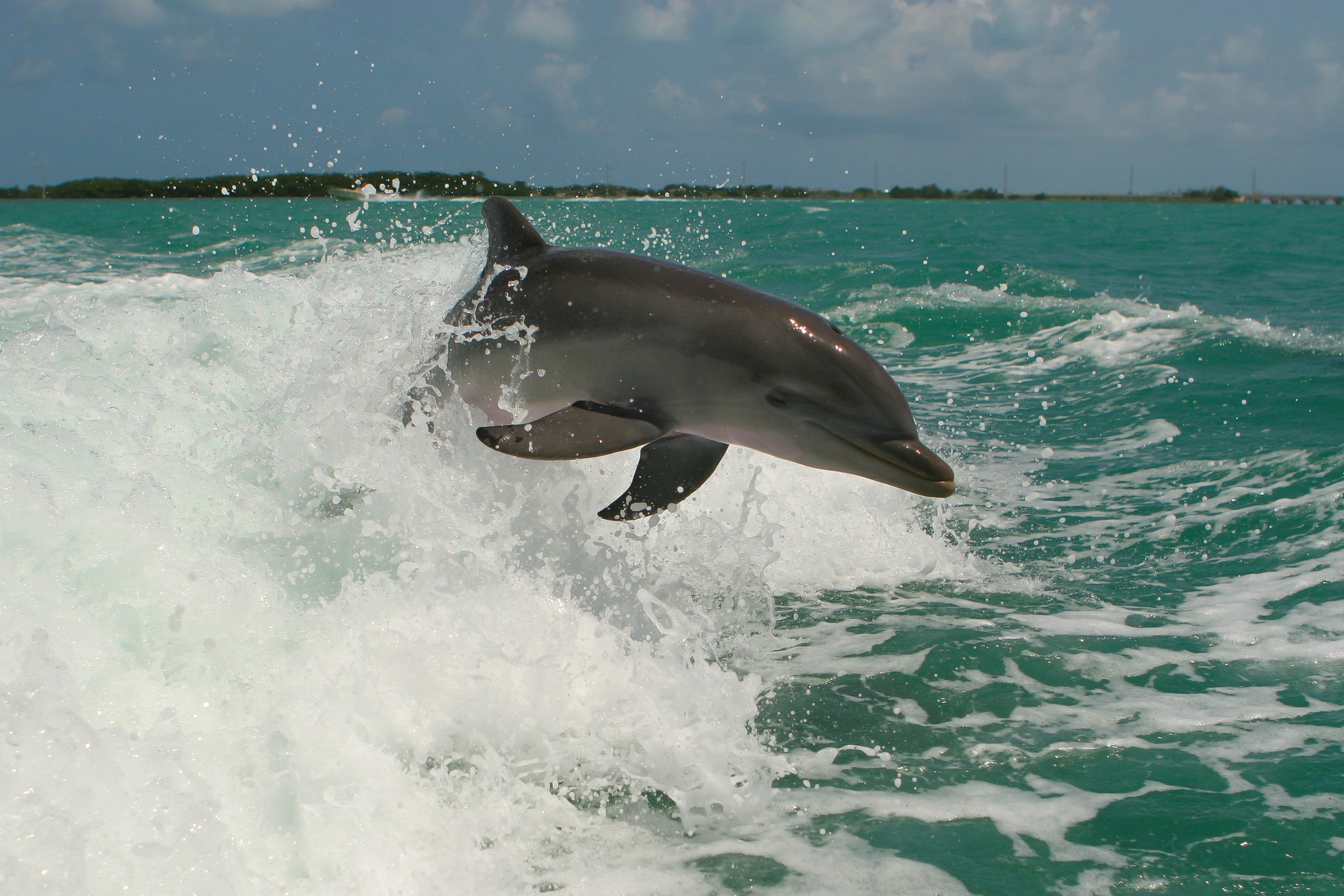 What to Expect on a Tiki Boat Tour
