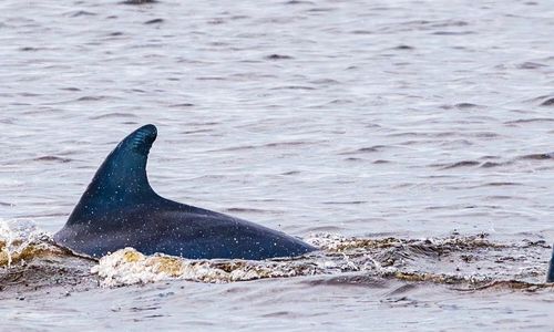 Dolphins leaping near tiki boat